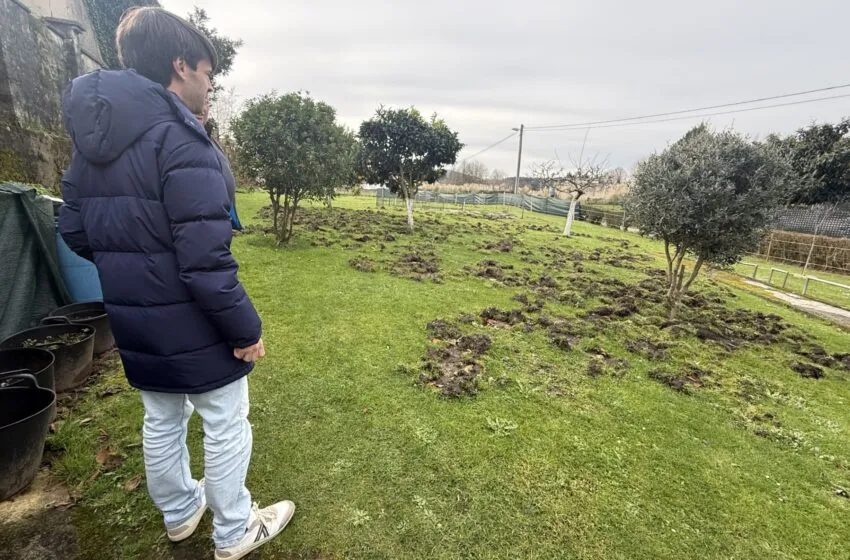  Torrelavega exige al Gobierno una actuación urgente ante la proliferación de jabalíes en Torres, Duález y Caseríos