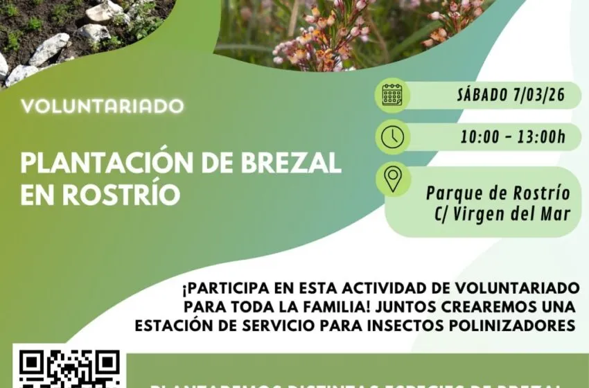 Continúan las actividades de voluntariado ambiental con la plantación de un brezal en Rostrío