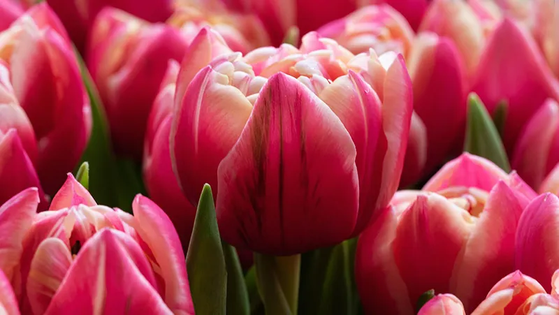 El Gobierno de Cantabria orienta a los consumidores con motivo de la campaña de San Valentín