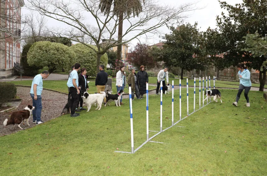 Polanco acoge por primera vez un Open nacional de Agility con más de 150 perros en competición