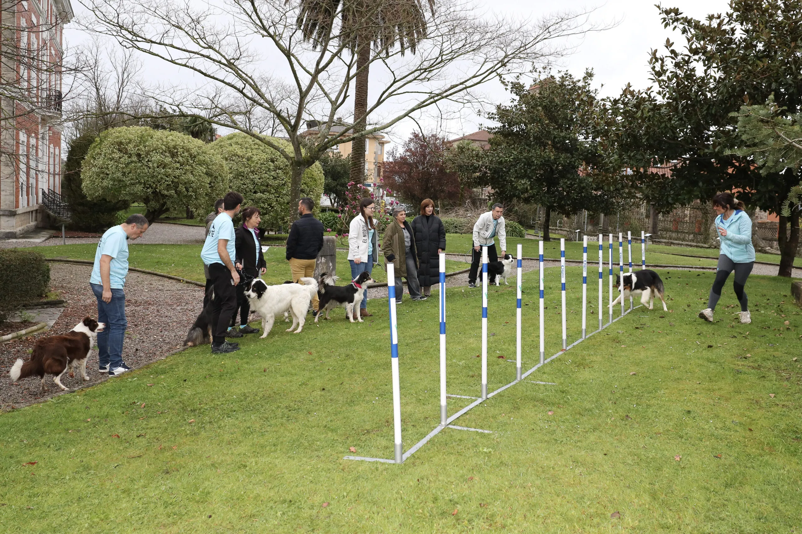 Polanco acoge por primera vez un Open nacional de Agility con más de 150 perros en competición