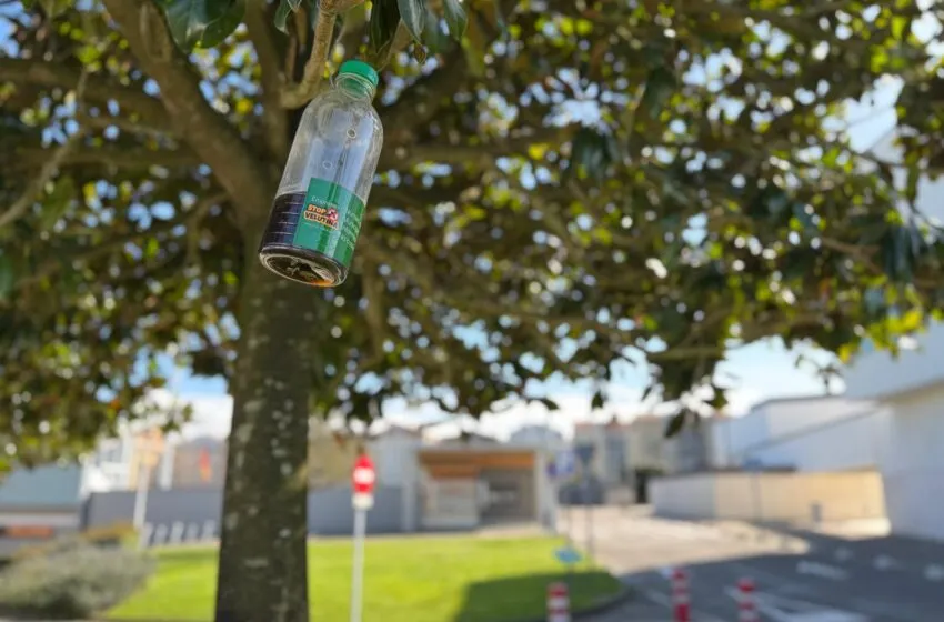  Bezana da comienzo a la temporada de trampeo contra la avispa asiática