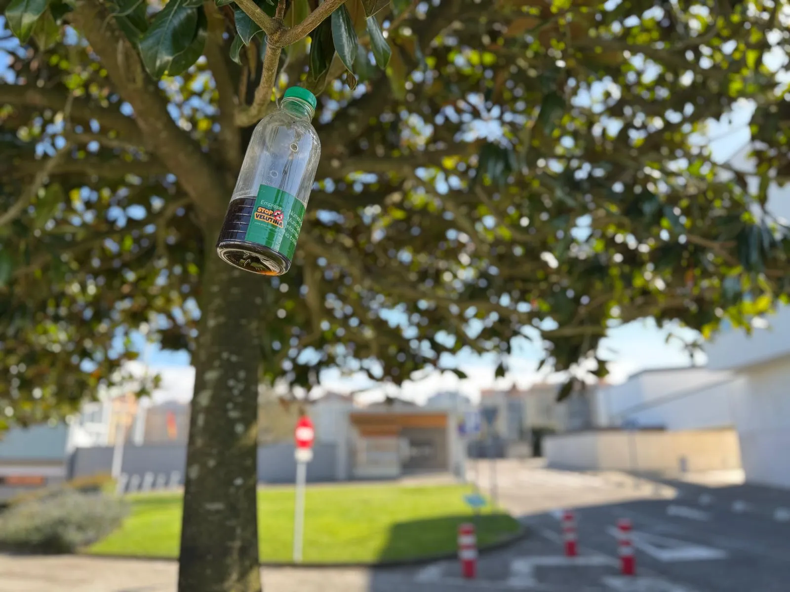 Bezana da comienzo a la temporada de trampeo contra la avispa asiática