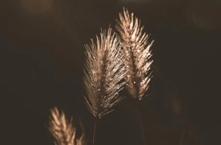 La Casona acoge este viernes la charla ‘Intercambio de semillas’ en el marco de la Jornada por la Biodiversidad Agrícola