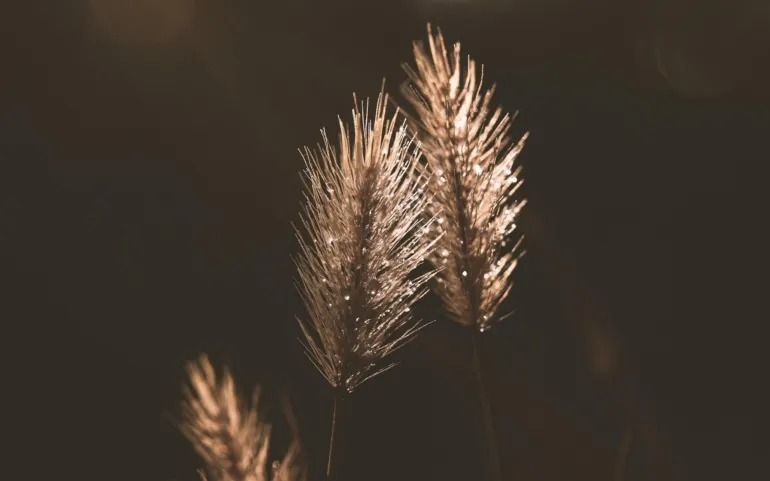  La Casona acoge este viernes la charla ‘Intercambio de semillas’