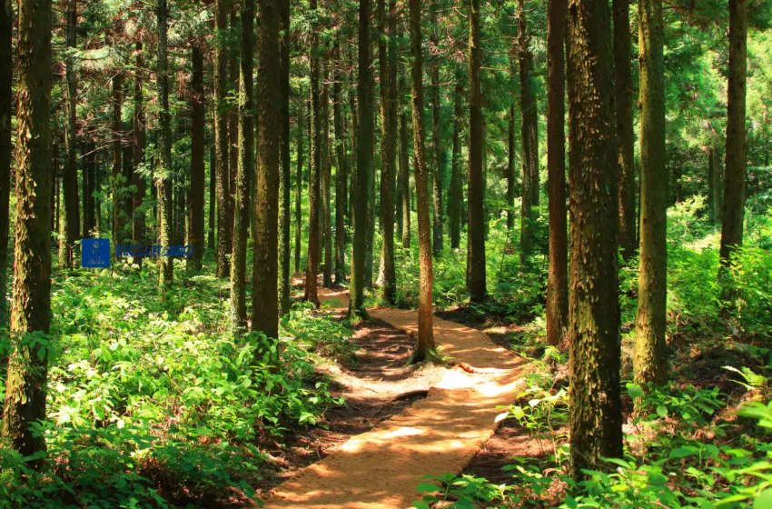  CSIF reclama más medios y reconocimiento para el personal de montes en el Día de los Bosques