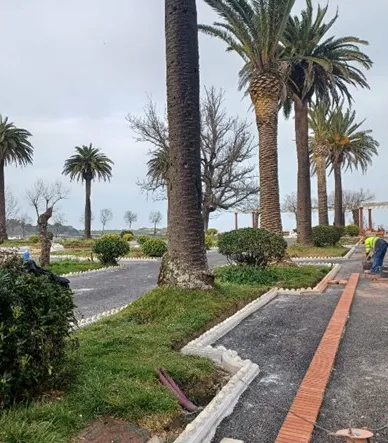 El Ayuntamiento trasplantará palmeras sanas para sustituir a las afectadas por picudo rojo en Piquío