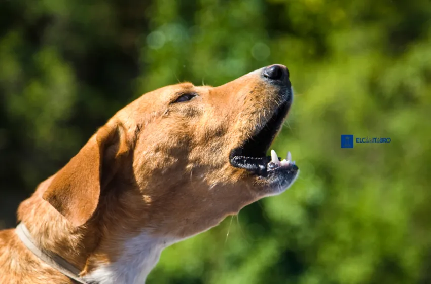  Multa de 1.920 euros y año y medio sin animales por golpear a un cachorro en Santander