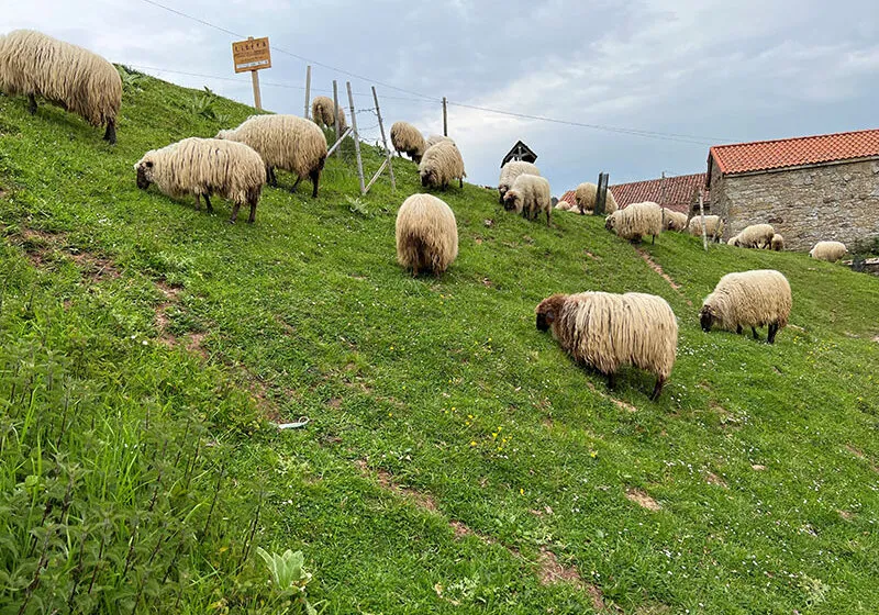  La Consejería de Desarrollo Rural refuerza la campaña de vacunación frente a la Lengua Azul ante la llegada de los meses de mayor riesgo