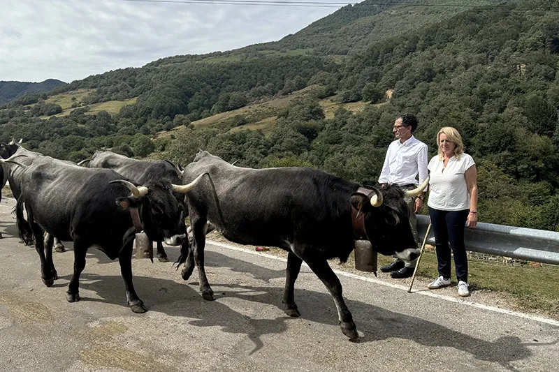 El Gobierno de Cantabria inicia el pago de más de 6,7 millones en ayudas a 3.012 ganaderos de vacuno de carne