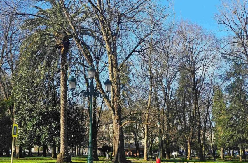 Noticias de Cantabria | El Cántabro | Torrelavega refuerza el mantenimiento del arbolado