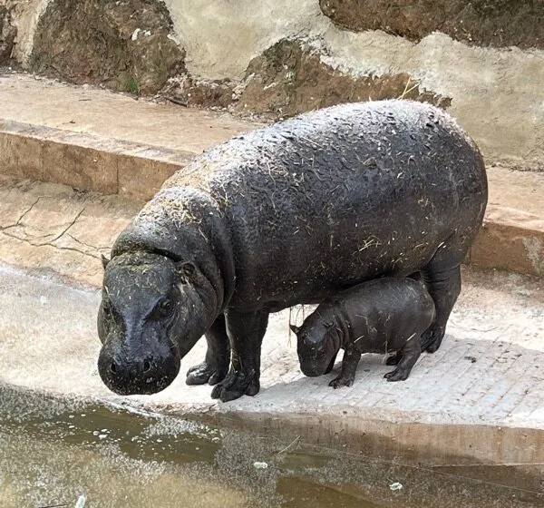 Cabárceno celebra un nuevo éxito en conservación de especies amenazadas con el nacimiento de un hipopótamo pigmeo