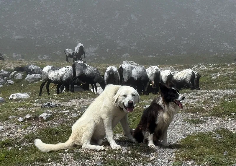 Desarrollo Rural recuerda el papel del mastín como «el guardián» y «el gran aliado» para el cuidado de la ganadería en extensivo