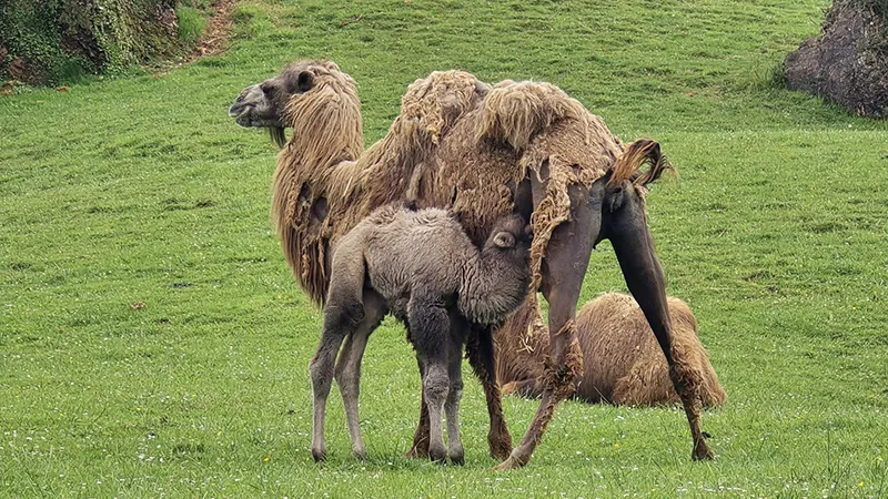 El pequeño camello y la madre se encuentran en perfecto estado y conviven con el resto de ejemplares. (Foto: Oficina de Comunicación)