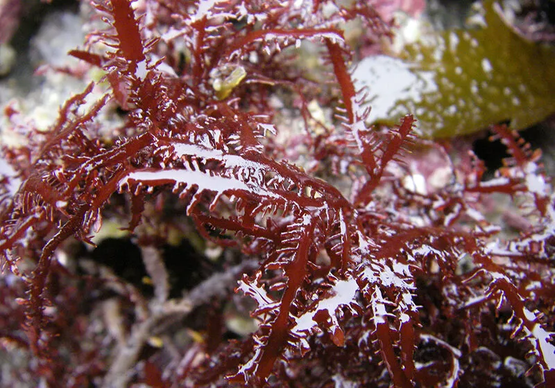  Pesca inicia la consulta pública sobre la regulación de la explotación de algas Gelidium para la campaña 2026