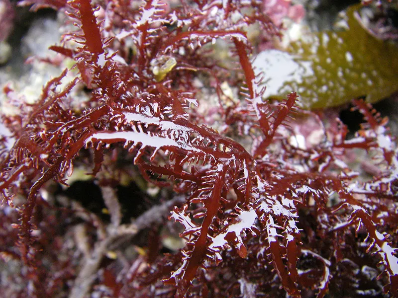 Pesca inicia la consulta pública sobre la regulación de la explotación de algas Gelidium para la campaña 2026