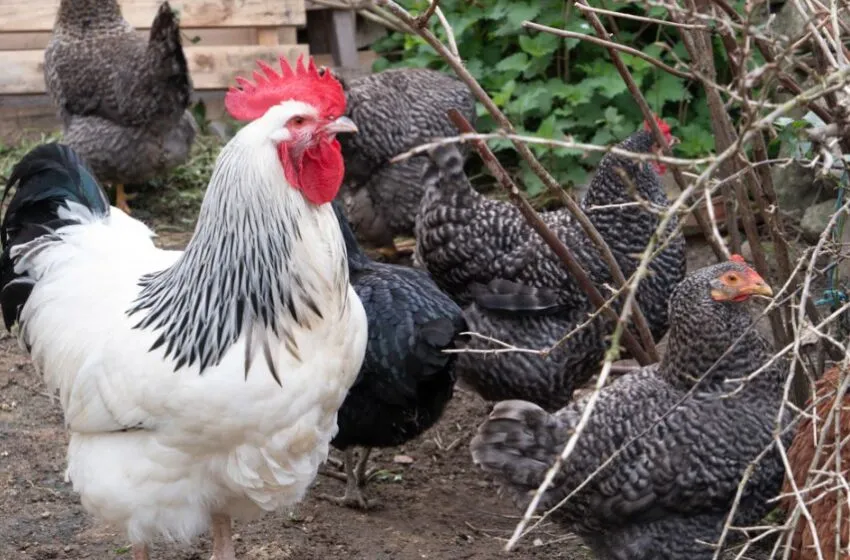  La flexibilización del confinamiento por gripe aviar por parte del MAPA permite liberar las aves domésticas en 71 municipios de Cantabria