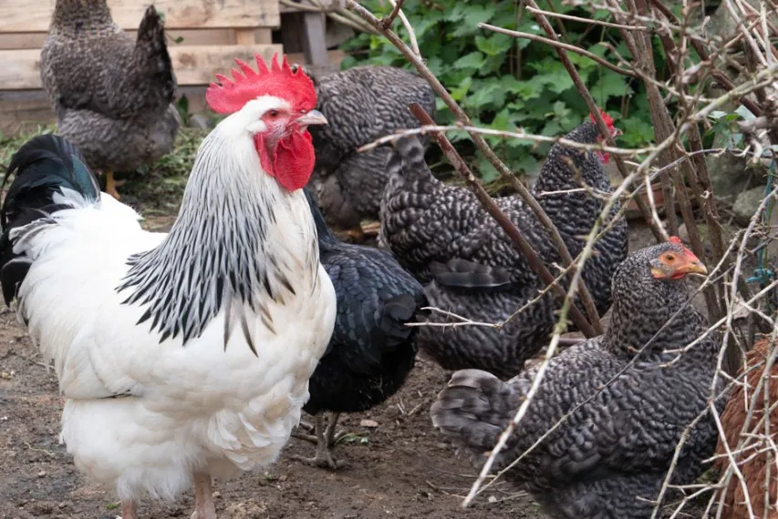 La flexibilización del confinamiento por gripe aviar por parte del MAPA permite liberar las aves domésticas en 71 municipios de Cantabria