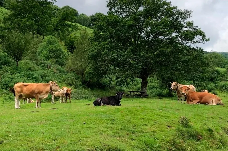 Imagen de archivo. (Foto: Gobierno de Cantabria).