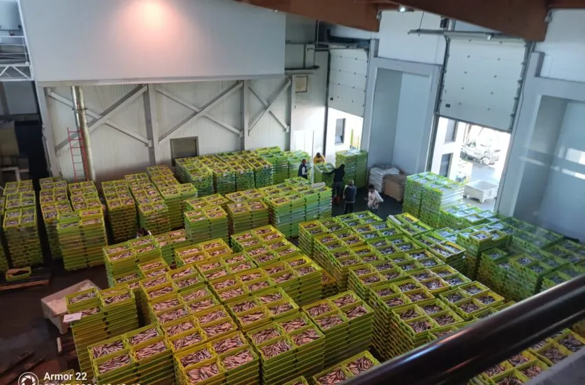  Entran 155.000 kilos de bocarte en San Vicente de la Barquera