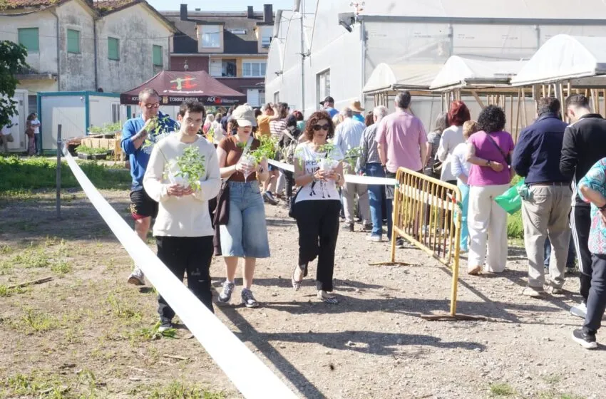  El Ayuntamiento reparte 16.500 plantones de tomate de variedades antiguas que se agotaron en apenas tres horas
