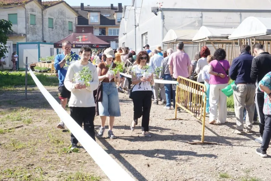 Noticias de Cantabria | El Cántabro | El Ayuntamiento reparte 16.500 plantones de tomate de variedades antiguas que se agotaron en apenas tres horas