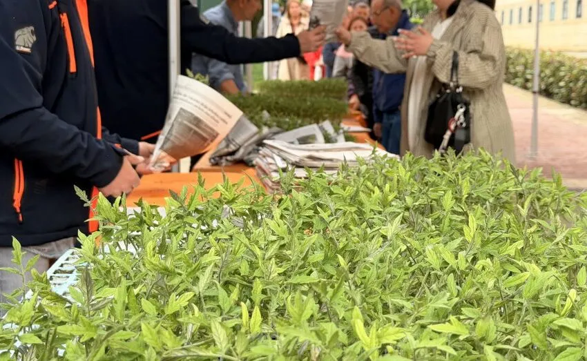 Noticias de Cantabria | El Cántabro | EL REPARTO POPULAR DE TOMATE DE ASTILLERO Y GUARNIZO SUPERA LAS 14.000 PLANTAS EN SU EDICIÓN MÁS MULTITUDINARIA