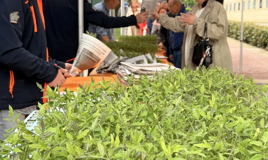 Noticias de Cantabria | El Cántabro | EL REPARTO POPULAR DE TOMATE DE ASTILLERO Y GUARNIZO SUPERA LAS 14.000 PLANTAS EN SU EDICIÓN MÁS MULTITUDINARIA