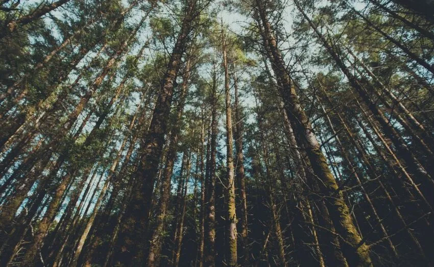  ASTILLERO IMPULSARÁ “EL BOSQUE DE CANTABRIA”, UN NUEVO PULMÓN VERDE PARA PONER EN VALOR LA NATURALEZA DE LA REGIÓN