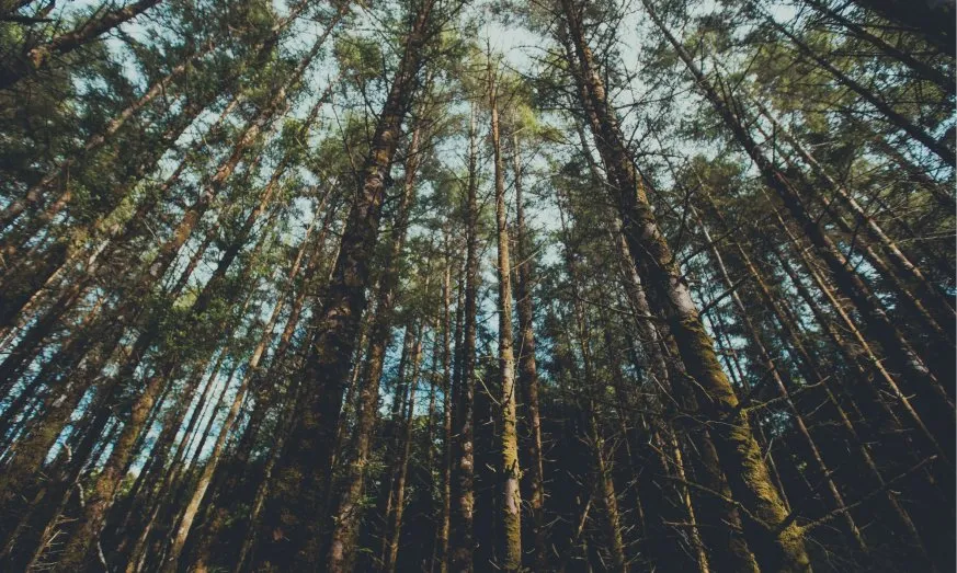 Noticias de Cantabria | El Cántabro | ASTILLERO IMPULSARÁ “EL BOSQUE DE CANTABRIA”, UN NUEVO PULMÓN VERDE PARA PONER EN VALOR LA NATURALEZA DE LA REGIÓN