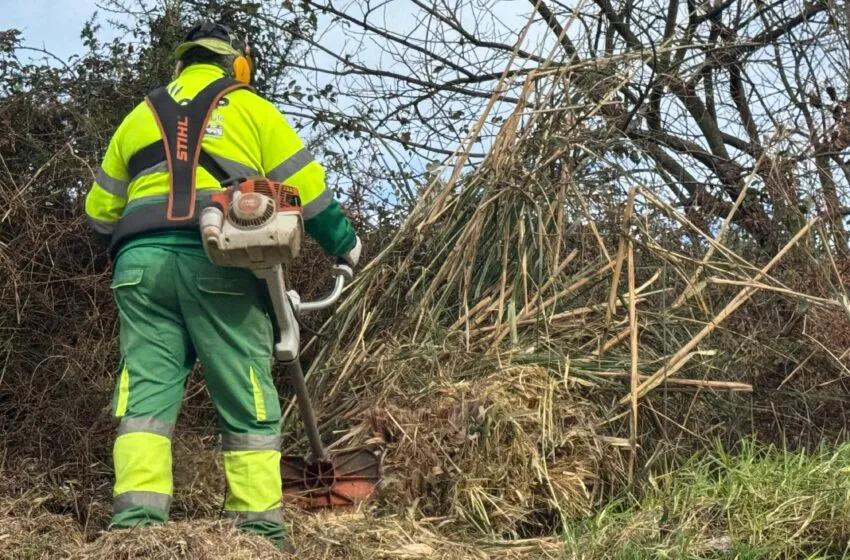 Noticias de Cantabria | El Cántabro | Bezana, Camargo, Piélagos, Miengo y Polanco reclaman al Ministerio medidas contra el plumero