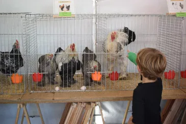  Avicant participa en la Feria de la leche de Renedo de Piélagos con una exposición de avicultura, colombicultura y cunicultura de raza