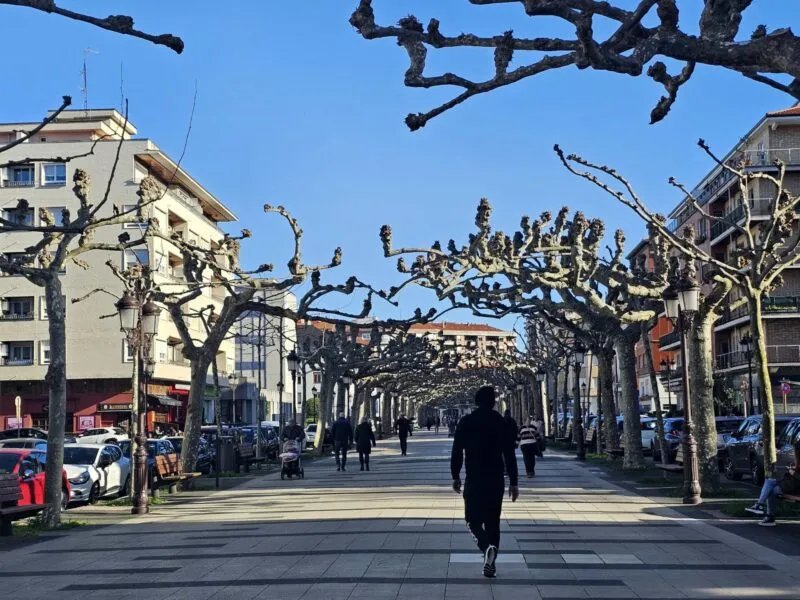 Noticias de Cantabria | El Cántabro | Torrelavega licita la evaluación del estado y riesgo de los 106 plátanos de la Avenida de España