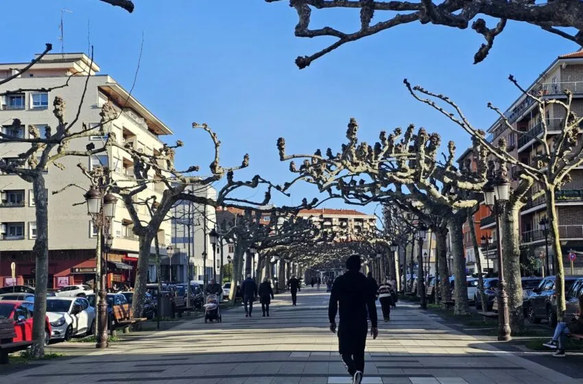 Noticias de Cantabria | El Cántabro | Torrelavega licita la evaluación del estado y riesgo de los 106 plátanos de la Avenida de España