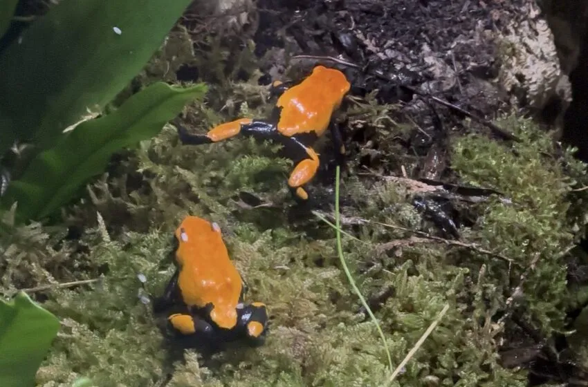  El Parque de la Naturaleza de Cabárceno incorpora dos especies de ranas amazónicas  a su Reptilario