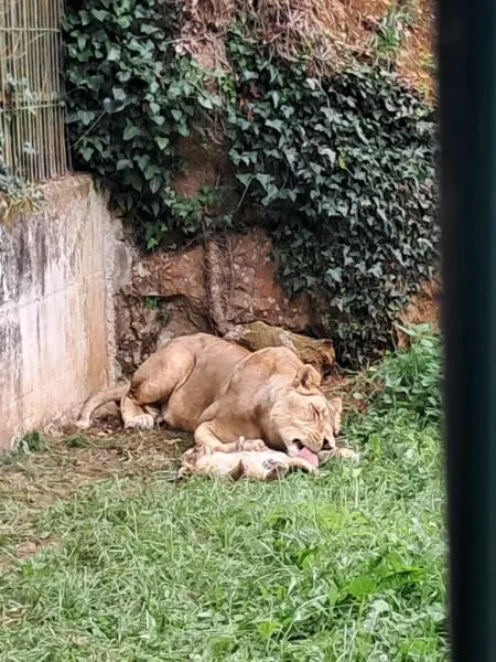 Noticias de Cantabria | El Cántabro | El Parque de la Naturaleza de Cabárceno celebra el nacimiento de una hembra de león africano