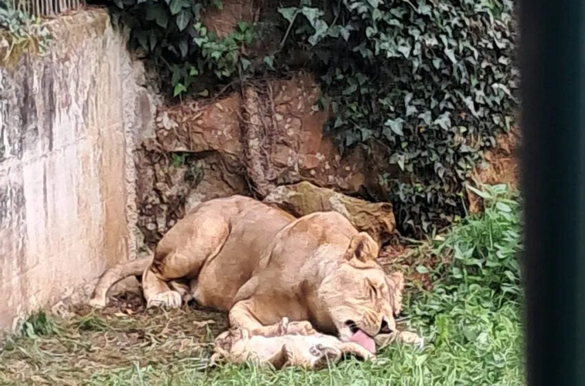 El Parque de la Naturaleza de Cabárceno celebra el nacimiento de una hembra de león africano