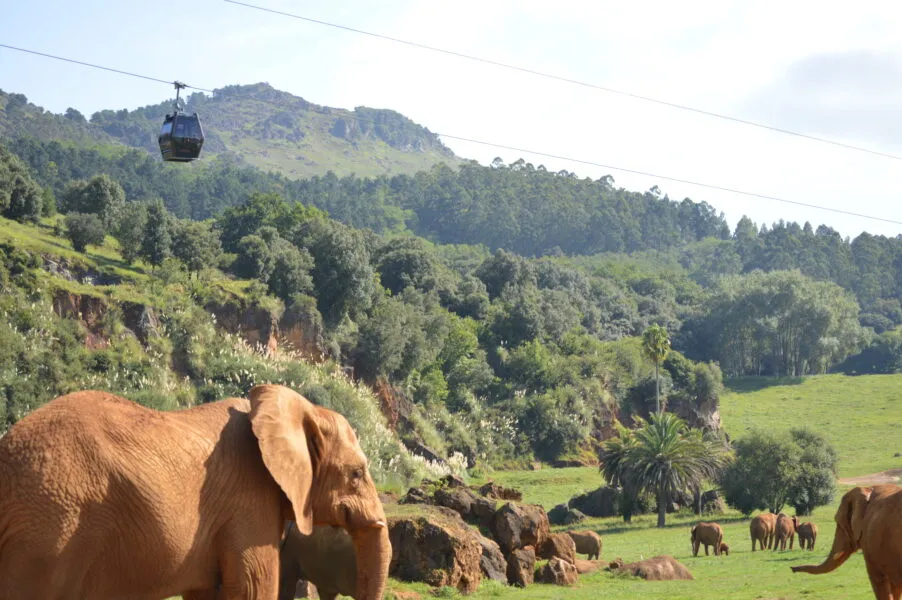 Noticias de Cantabria | El Cántabro | El Parque de la Naturaleza de Cabárceno participará en un proyecto de AIZA para documentar el comportamiento de los animales durante el eclipse