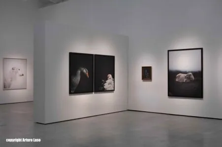 Noticias de Cantabria | El Cántabro | Hablamos con Estela de Castro sobre su exposición "Persona", la cual invita a mirar a los animales desde otra perspectiva