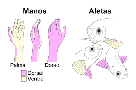 Noticias de Cantabria | El Cántabro | Un hallazgo con sello cántabro revela cómo surgieron las manos y los pies hace más de 400 millones de años