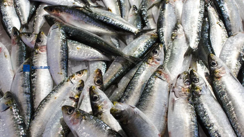 Noticias de Cantabria | El Cántabro | La campaña de la sardina en el Cantábrico y noroeste finalizará este sábado tras agotarse la cuota de pesca