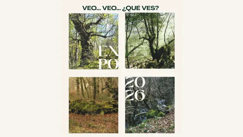 Noticias de Cantabria | El Cántabro | ¿Qué esconden los árboles y las rocas? Charo Ibáñez invita a descubrirlo en su nueva exposición en Torrelavega
