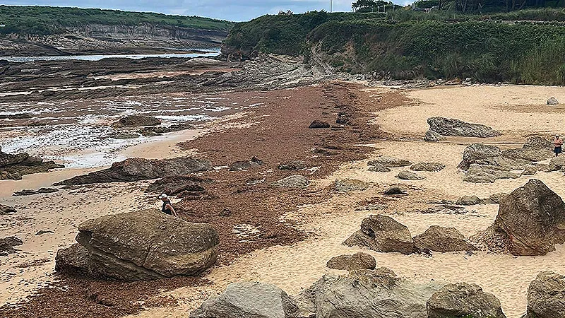 Noticias de Cantabria | El Cántabro | La campaña de extracción del alga Gelidium comenzará el 1 de agosto