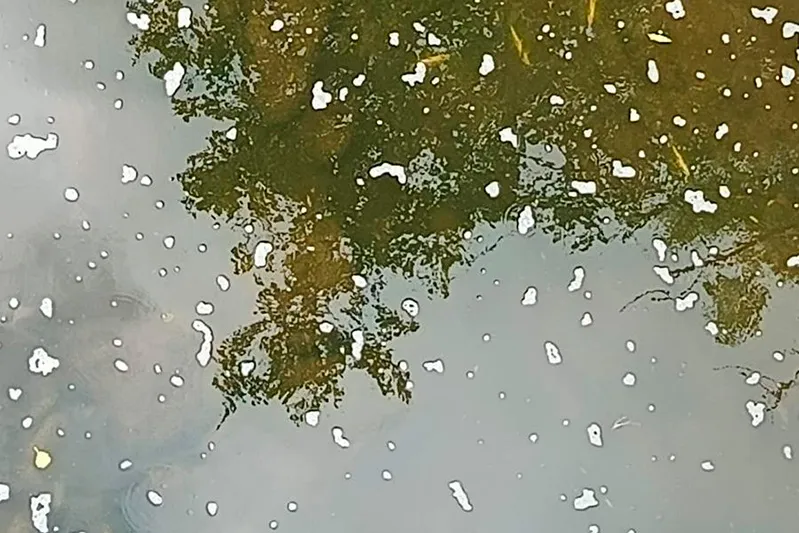 El vertido ha afectado a 6.000 metros de río, repartidos entre los ríos Pisueña y Llerana (Foto: Oficina de Comunicación)