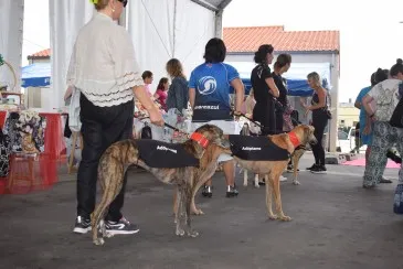  Liencres, sede este domingo de una nueva edición del desfile solidario canino y felino ‘Adóptame’  organizado por el Ayuntamiento de Piélagos