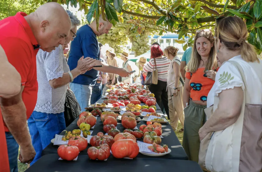  Polanco corona al Negro del Escorial y al francés Ananas Noir como los mejores tomates de España e internacional