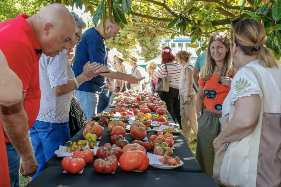 Noticias de Cantabria | El Cántabro | Polanco corona al Negro del Escorial y al francés Ananas Noir como los mejores tomates de España e internacional
