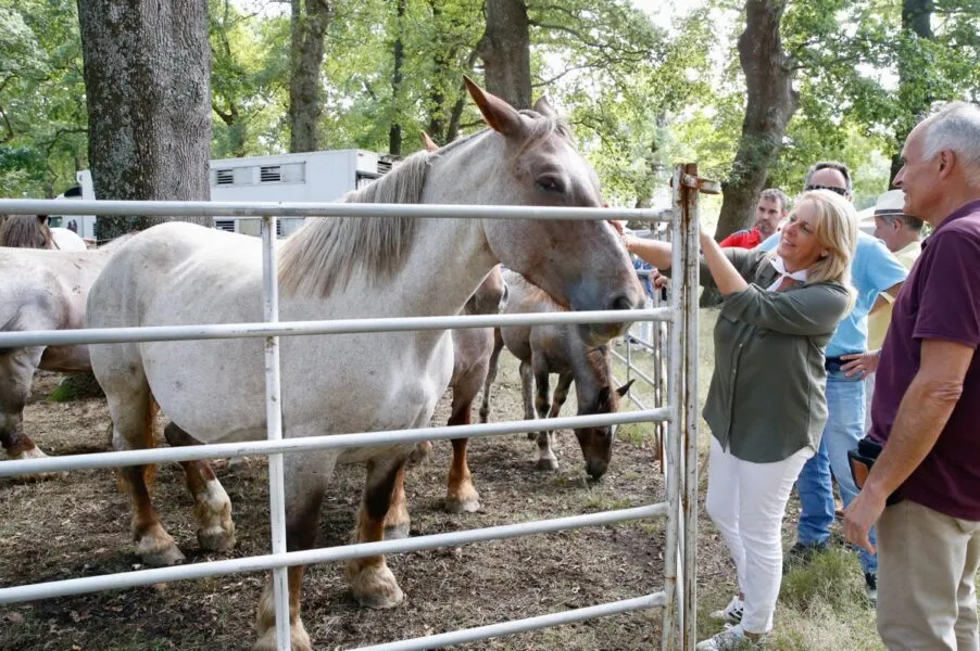 La consejera y el alcalde observan un ejemplar de ganado equino durante su visita hoy a la concentración con motio del Día de Soba en La Gándara (Foto: Lara Revilla)