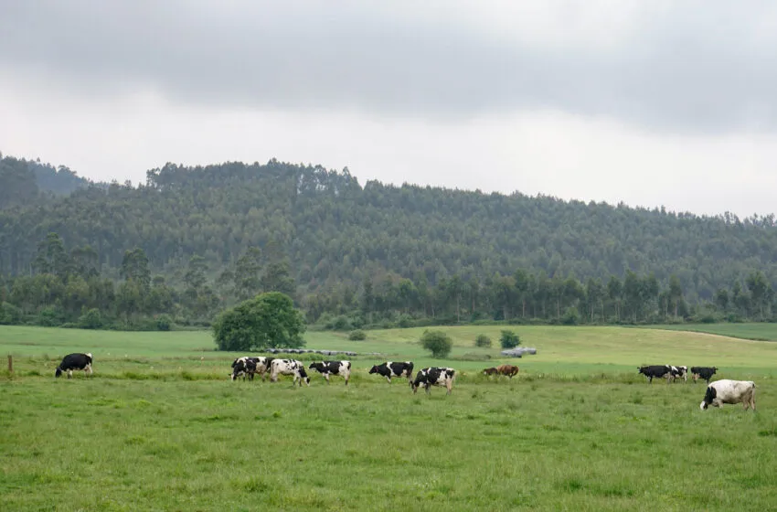  La Consejería de Ganadería permite levantar las restricciones por tuberculosis bovina en Herrerías y San Vicente de la Barquera ante la mejora de la situación sanitaria