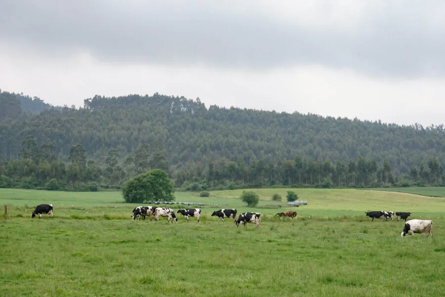 Imagen de archivo. (Foto: Gobierno de Cantabria).